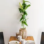 Homely - Loftaffair Apartment